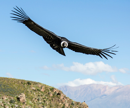 Flying Andean condor in the Colca canyon. Peru