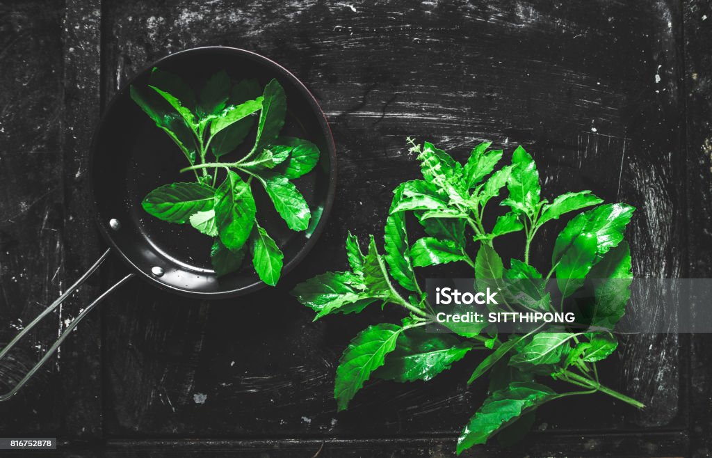 holy basil Basil Stock Photo