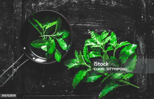 Holy Basil Stock Photo - Download Image Now - Basil, Aromatherapy, Arts Culture and Entertainment