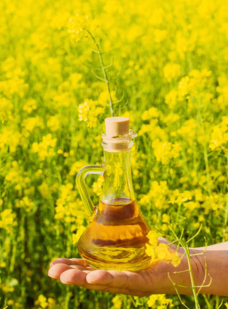 istock rapeseed oil (canola) in rape field 816755722