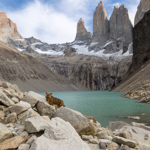 Fox animal in front of Volcanic mountains in San Pedro de Atacama Chile