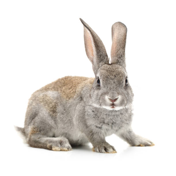 istock Baby Bunny on white background 816758482