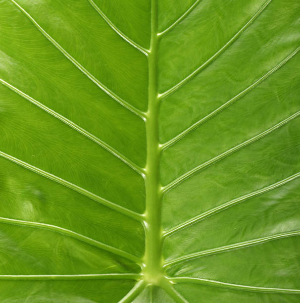 istock Green leaf texture background with fresh water droplets. Vibrant and textured closeup 816759168
