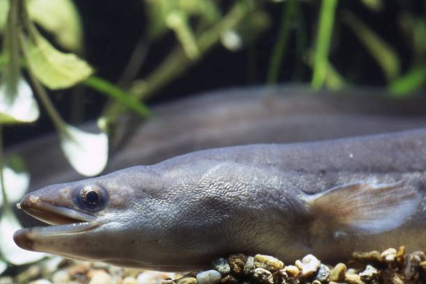 common eel (anguilla anguilla) - saltwater eel imagens e fotografias de stock