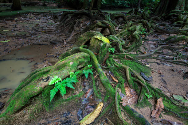 Roots of big tree in rainforest with moss and brook.
