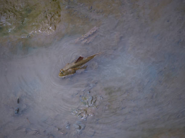 istock Big Blue spotted mudskipper live at mudflat in thailand 816769296