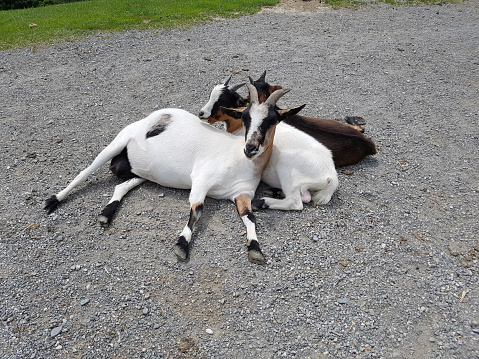 Goat, Capra, animal