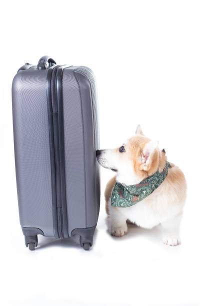 istock Corgi dog on suitcase isolated on white background 816774154