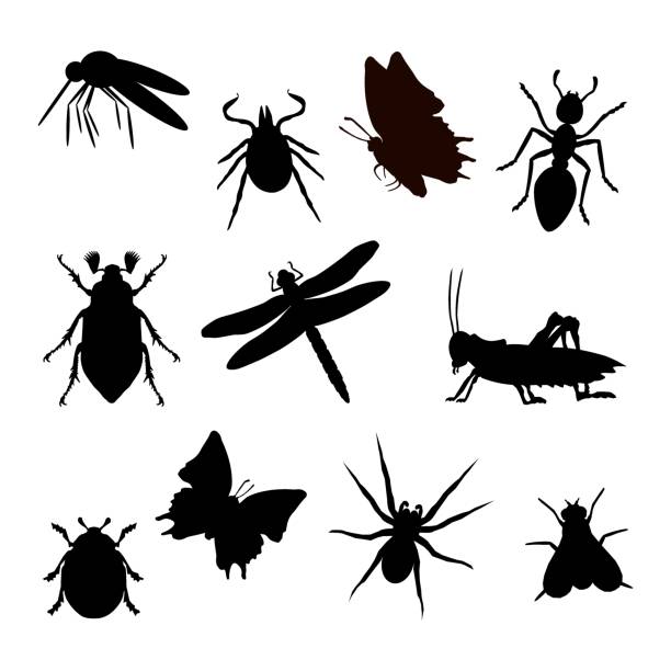 ilustraciones, imágenes clip art, dibujos animados e iconos de stock de insekt silueta schwarz - insecto