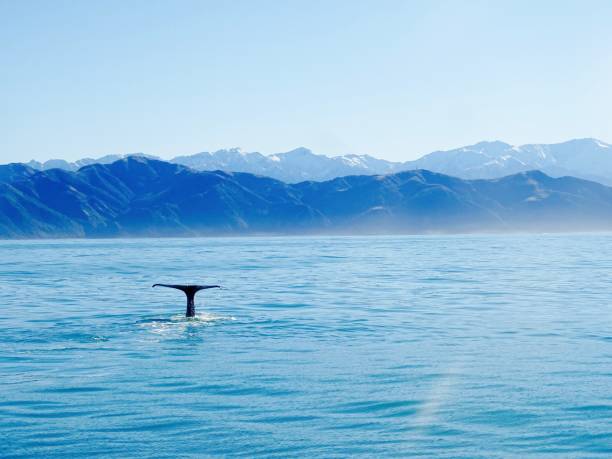 istock A tail of a whale 816777352