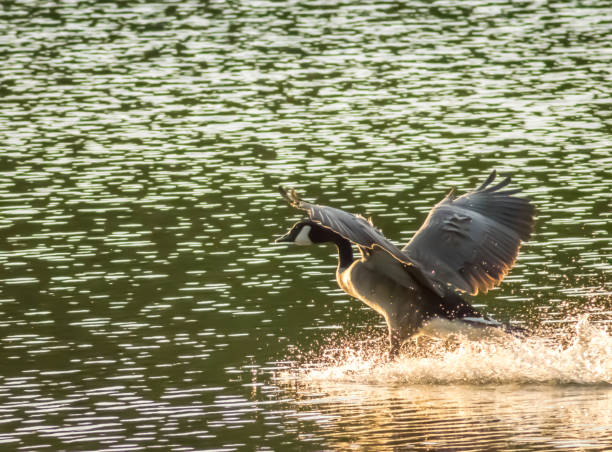 istock Canadian geese landing on the water 816779630