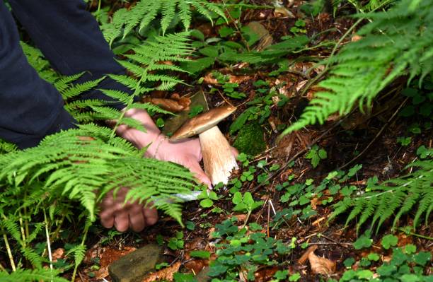 istock Mushrooming in the forest 816791826