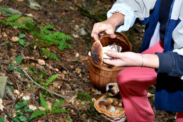 istock Mushrooming in the forest 816794408