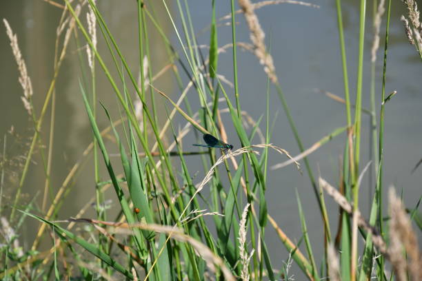 istock Macro Dragonfly near the river on the flower 816794672