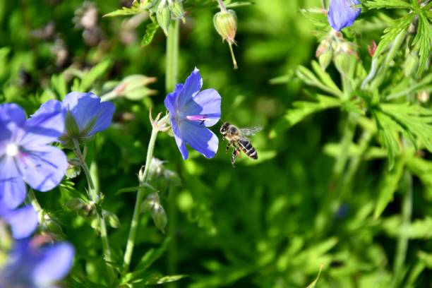 istock The Bee pollinating on the flower 816794708