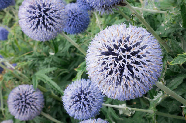 istock Closeup of a Globe Thistle Flowerbed 816794934