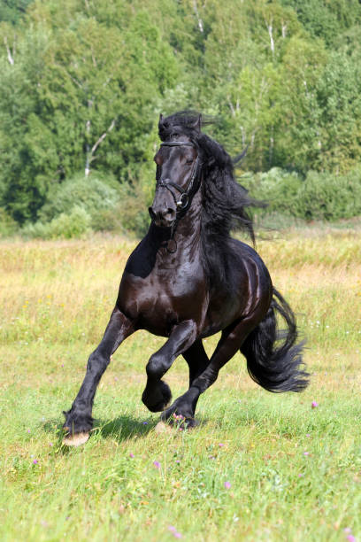 istock Briskly galloping black friesian stallion 816795090