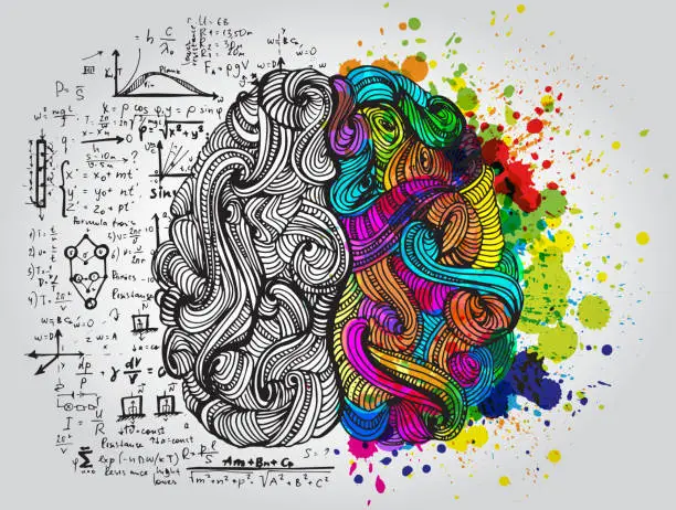 Vector illustration of Left and right human brain. Creative half and logic half of human mind. Vector illustration.