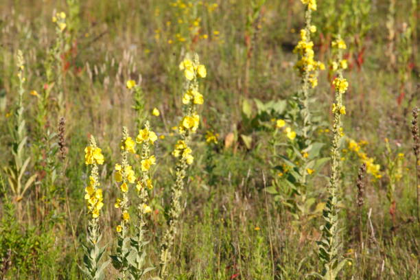 istock Yellow evening primink flowers on a flower meadow 816798252