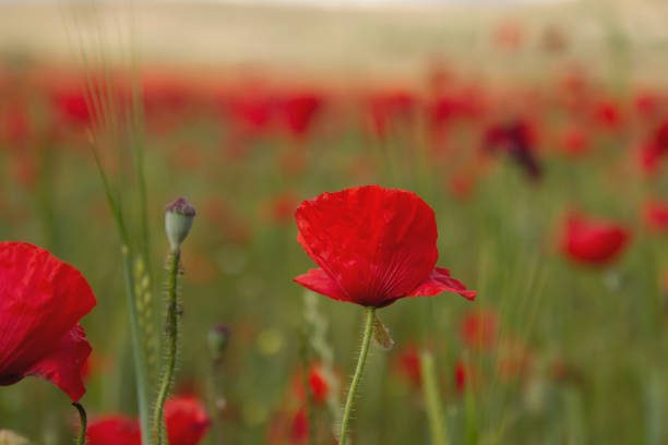 istock red poppy in the countryside 816798898