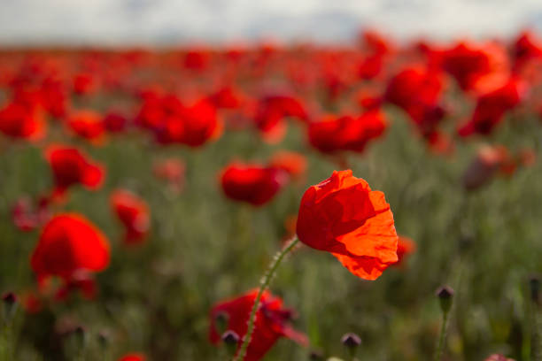 istock wild red poppies in a windy day 816798928
