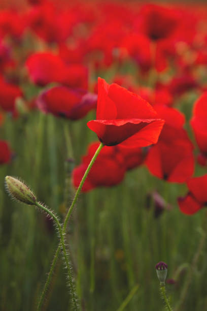 istock red poppies in the countryside, close up 816799028