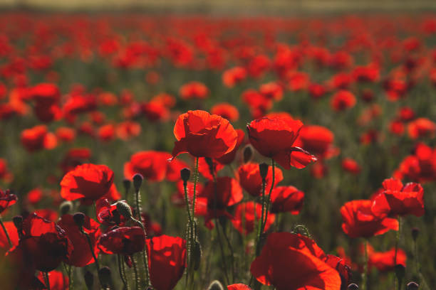istock common red poppies or papaver in the countryside 816799030