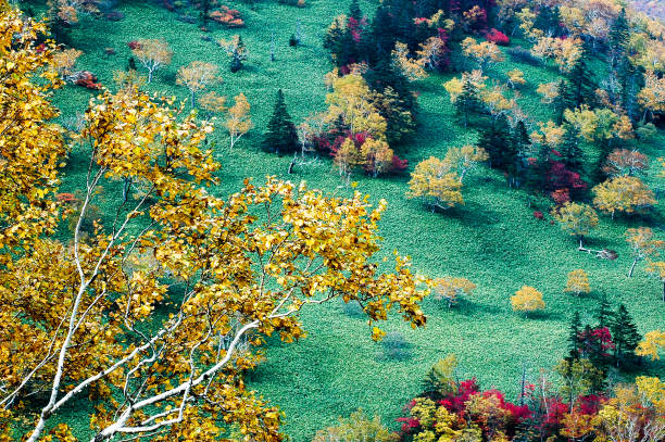 Autumn Leaves at Nissho Pass in Autumn, Eastern Hokkaido, Japan Autumn Leaves at Nissho Pass in Autumn, Eastern Hokkaido, Japan hidaka mountains stock pictures, royalty-free photos & images