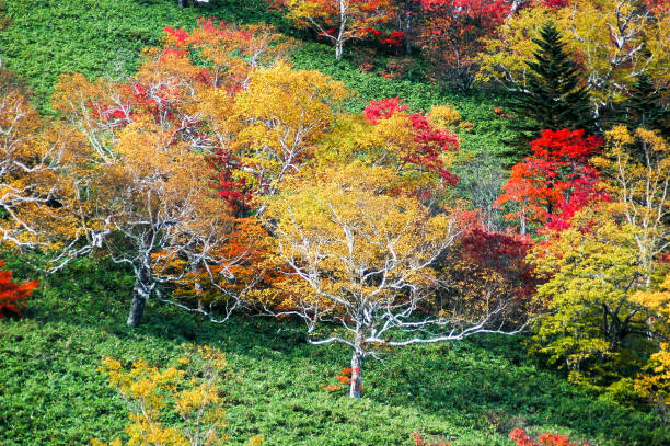 Autumn Leaves at Nissho Pass in Autumn, Eastern Hokkaido, Japan Autumn Leaves at Nissho Pass in Autumn, Eastern Hokkaido, Japan hidaka mountains stock pictures, royalty-free photos & images