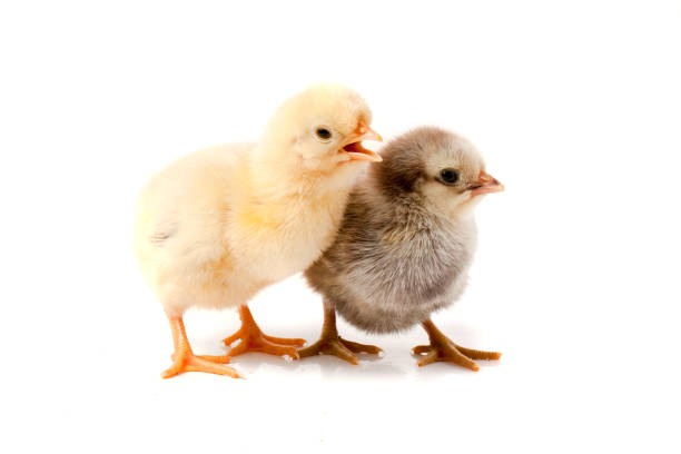 istock two little chicken isolated on white background 816806902