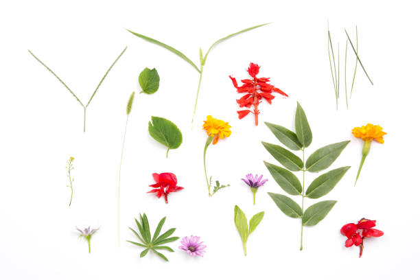 istock Beautiful flower and grass on the white 816807364