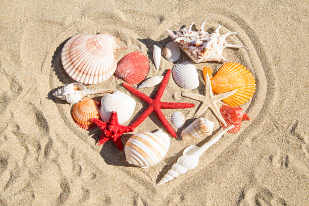 istock Seashells and starfish collection 816807386