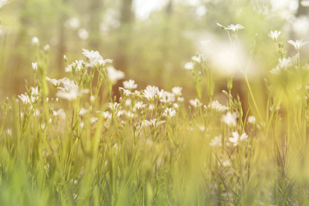 istock wild white flowers, dreamy floral background 816807468
