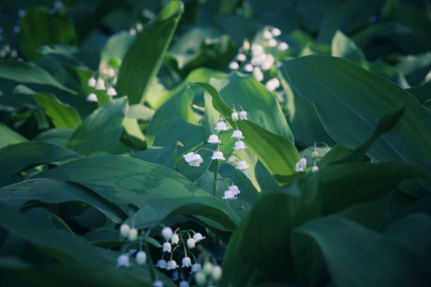 Pink and White Lily of the Valley Flower Landscaping Plant stock photo
