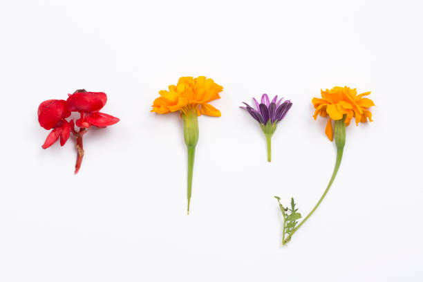Flower, Single Flower, Flower head, Petal
