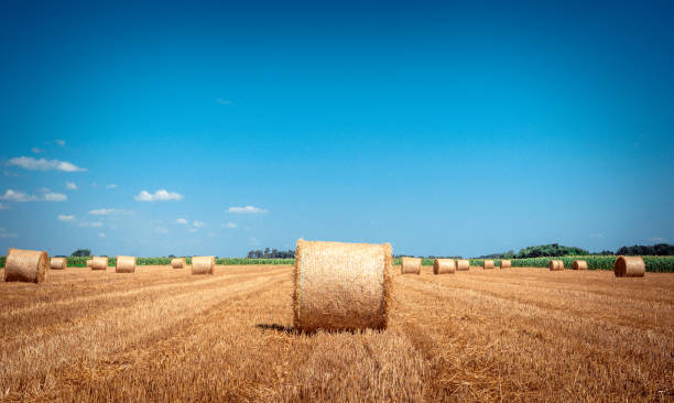 istock Bales of hay on the field 816813074