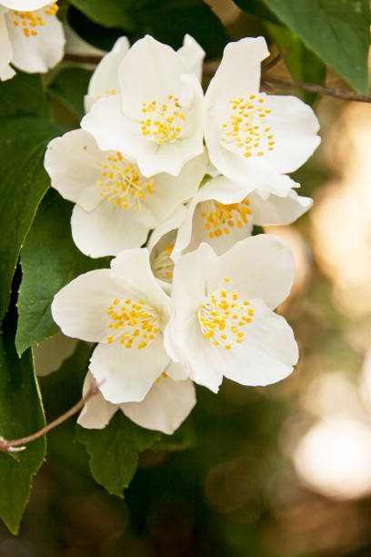 istock White Apple Blossom Flowers 816813216