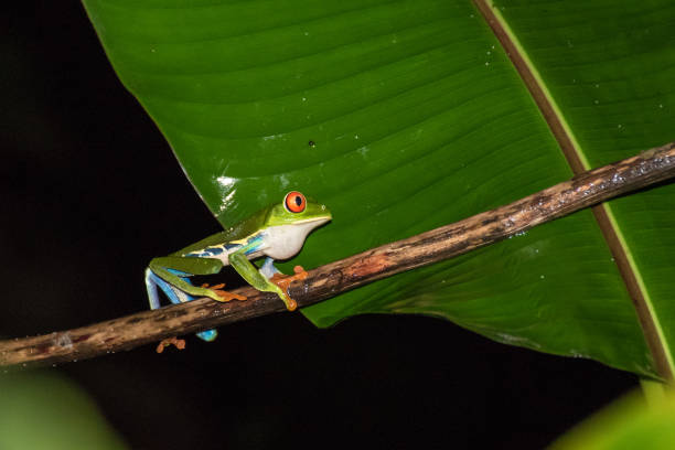 istock Walking red eyed frog 816813408