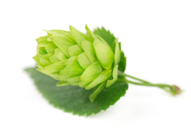 istock Fresh green hop branch, isolated on white background 816820102