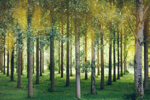 istock Trees planted in a row in the forest 816822428