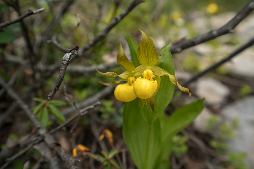 Canada, Alberta, Close up of Yellow lady slipper Cypripedium calceolus