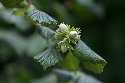 Close-up on young hazelnuts on a tree.