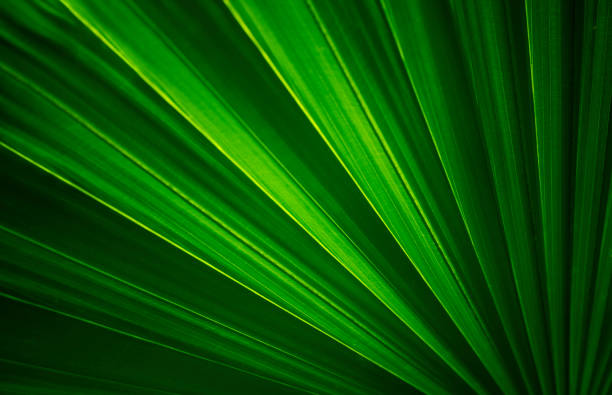 istock dark green leaves background and wallpaper 816833670