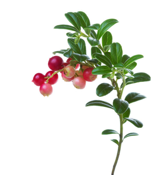 crée une branche avec des baies de l’airelle rouge isolé sur fond blanc. - bearberry photos et images de collection