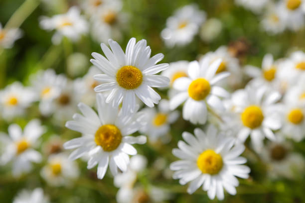 istock Daisies in the field, summer, flowers 816841400