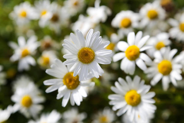 istock Daisies in the field, summer, flowers 816841404