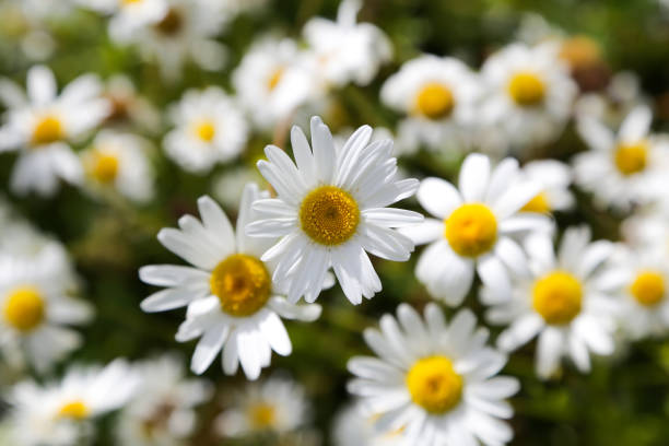 istock Daisies in the field, summer, flowers 816841408