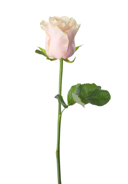 istock Pale light pink rose isolated on white background. 816841518
