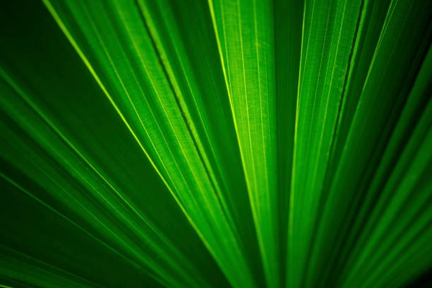 istock dark green leaves background and wallpaper 816844132
