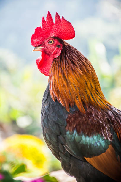 istock Chicken in the farm, for thanksgiving day 816849884